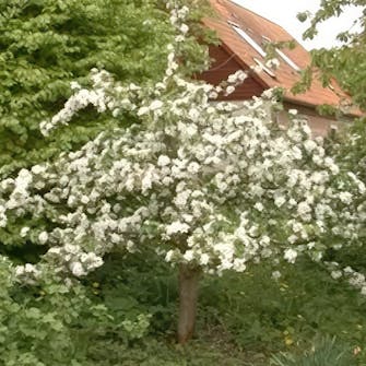 Slipp frukt vartannat år Slipp frukt vartannat år